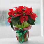 Rực rỡ Trạng Nguyên