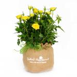 Chậu Hoa Thiết Kế Yêu Thương 050