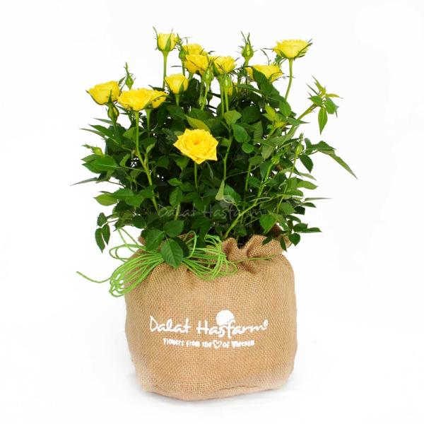 Chậu Hoa Thiết Kế Yêu Thương 050