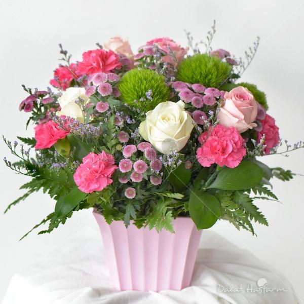 Sắc Màu Mộng Mơ