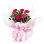 Chậu Giấy Gói Hoa Hồng trung 080