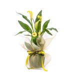Chậu Giấy Gói Hoa Calla Lily 082