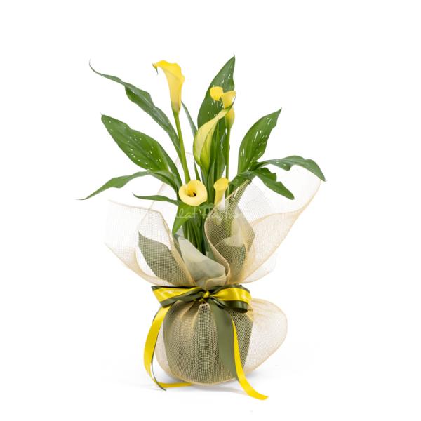 Chậu Giấy Gói Hoa Calla Lily 082