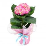 Chậu Giấy Gói Hoa Cẩm Tú Cầu 068