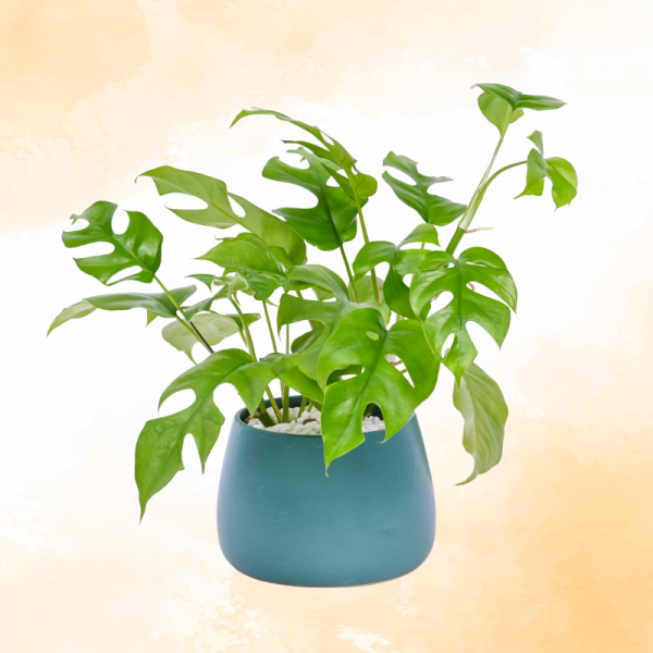 Chậu Cây Thiết Kế Tươi Mát 005