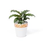 Chậu Sứ Cây Đuôi Công 008