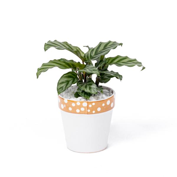 Chậu Sứ Cây Đuôi Công 008