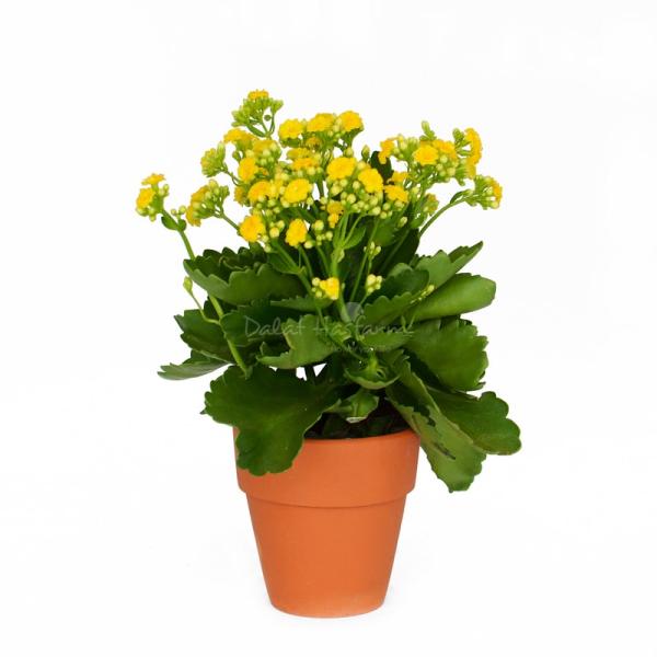 Chậu Hoa Sống Đời 007