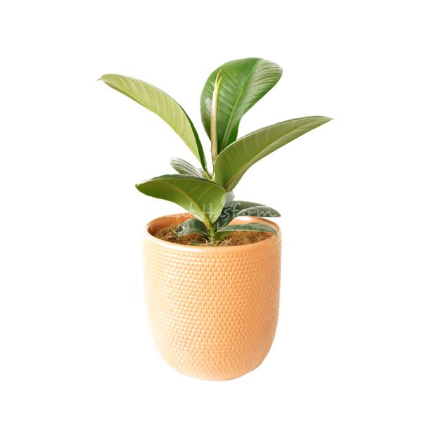 Chậu Sứ Cây Đa Đại Phúc 024