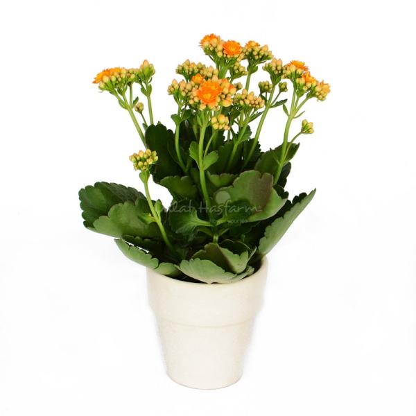 Chậu Sứ Hoa Sống Đời 008