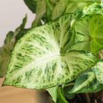 Chậu Cây Xanh Thiết Kế 006