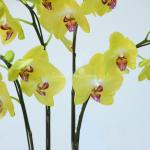 Lan Hồ Điệp Thành Ý 041