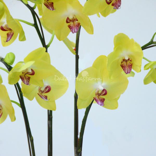 Lan Hồ Điệp Thành Ý 041