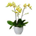 Lan Hồ Điệp Thành Ý 045