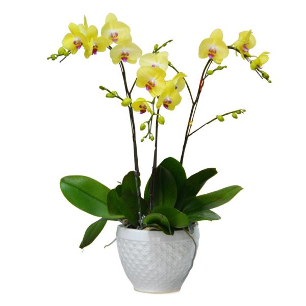 Lan Hồ Điệp Thành Ý 045