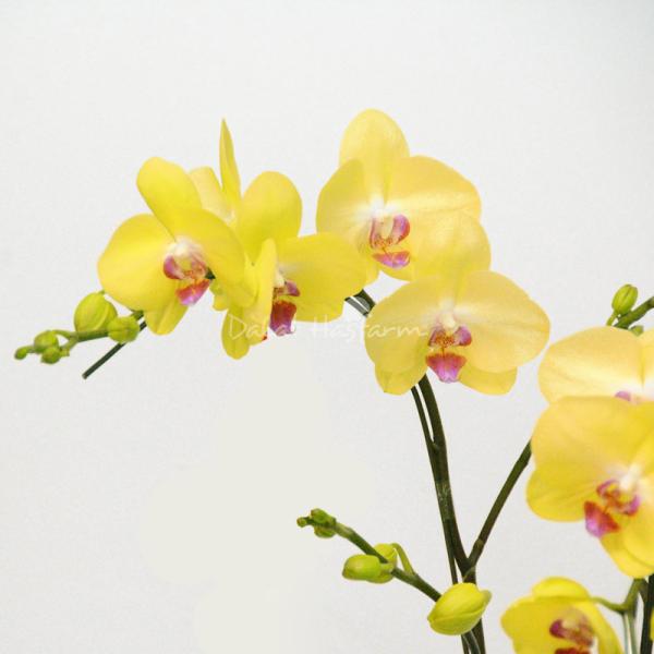 Lan Hồ Điệp Thành Ý 045