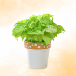 Chậu Sứ Cây Thiên Thanh 029