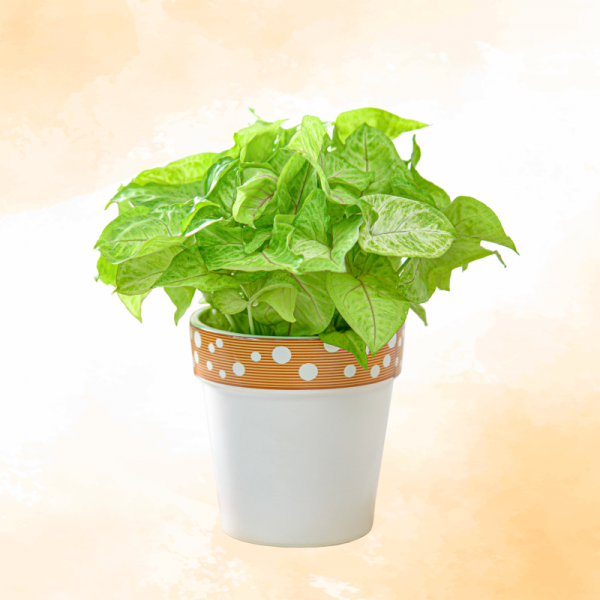 Chậu Sứ Cây Thiên Thanh 029