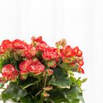 Giỏ Hoa Thiết Kế Ấm Áp 029