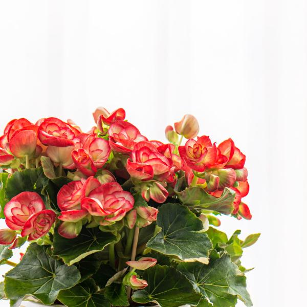 Giỏ Hoa Thiết Kế Ấm Áp 029