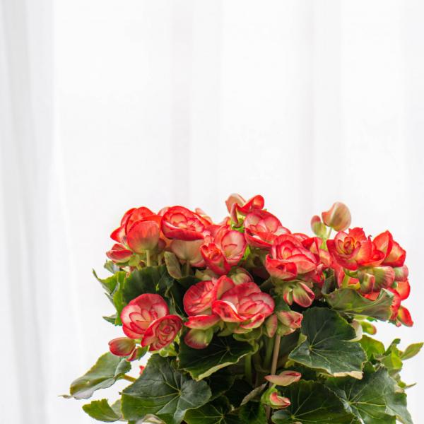 Chậu Giấy Gói Hoa Thu Hải Đường 079