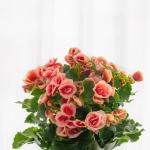 Chậu Giấy Gói Hoa Thu Hải Đường 079