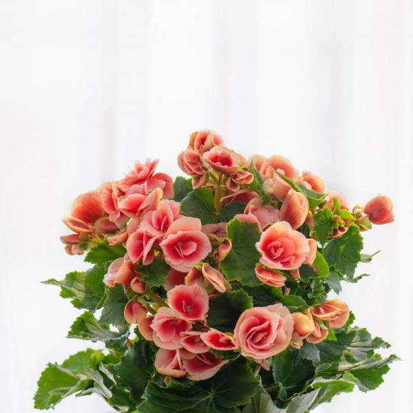 Chậu Giấy Gói Hoa Thu Hải Đường 079