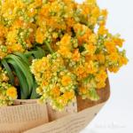 Bó Hoa Lời Chúc Trường Thọ 054