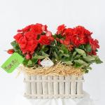 Chậu Hoa Thiết Kế Ấm Áp 033