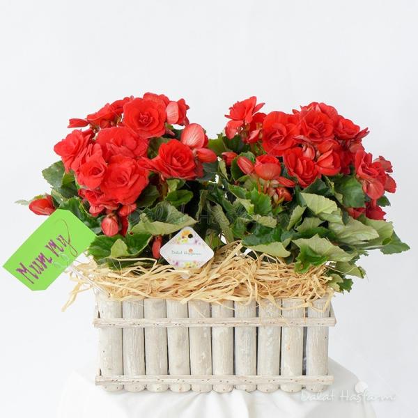 Chậu Hoa Thiết Kế Ấm Áp 033