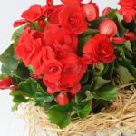 Chậu Hoa Thiết Kế Ấm Áp 033