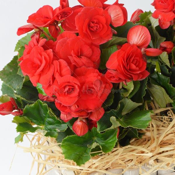 Chậu Hoa Thiết Kế Ấm Áp 033