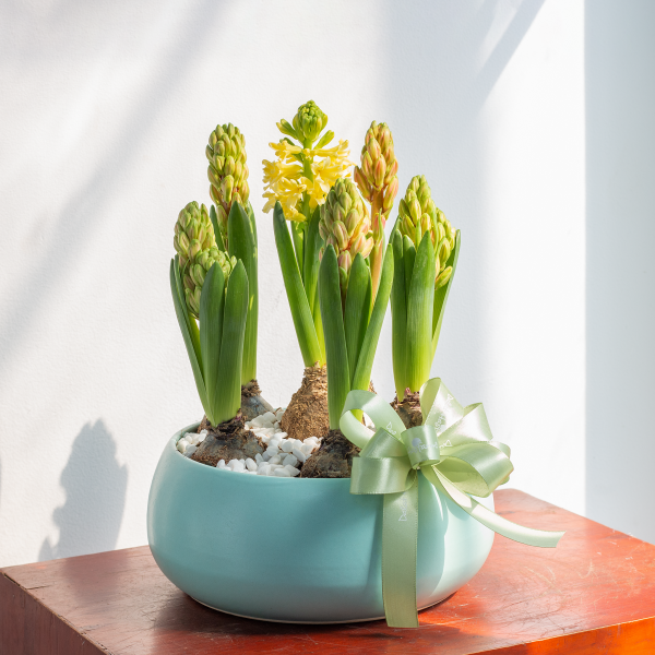 Chậu Hoa Thiết Kế Hương Mùa Xuân 008