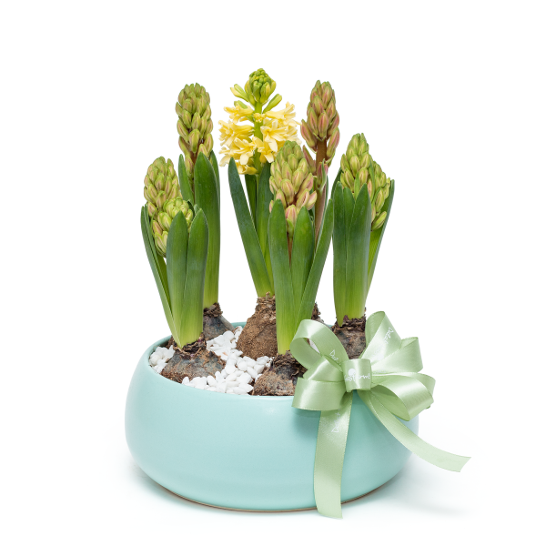 Chậu Hoa Thiết Kế Hương Mùa Xuân 008