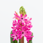 Chậu Hoa Thiết Kế Hương Mùa Xuân 008