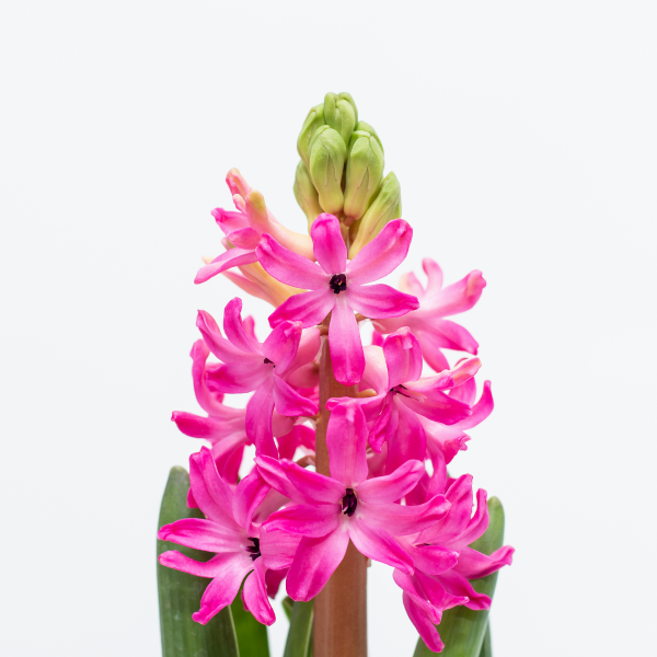 Chậu Hoa Thiết Kế Hương Mùa Xuân 008