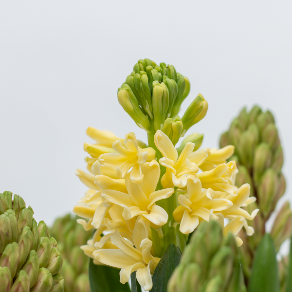 Chậu Hoa Thiết Kế Hương Mùa Xuân 008