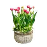 Giỏ Hoa Chậu Thiết Kế 017