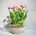 Giỏ Hoa Chậu Thiết Kế 017