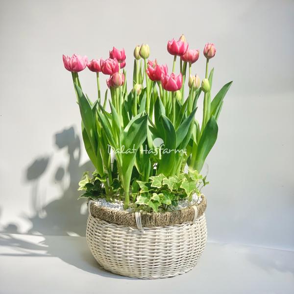 Giỏ Hoa Chậu Thiết Kế 017