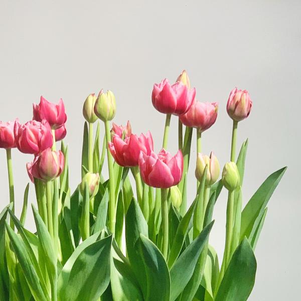 Giỏ Hoa Chậu Thiết Kế 017