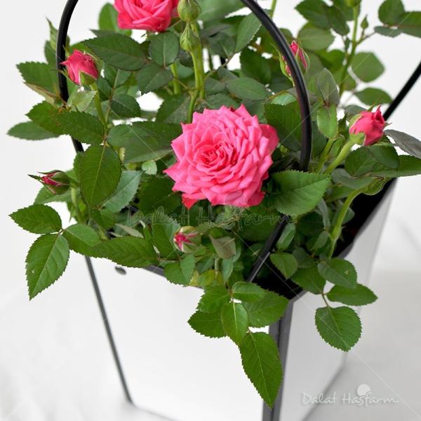 Giỏ Giấy Hoa Hồng 032