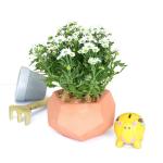 Chậu Đất Nung Hoa Cúc 013