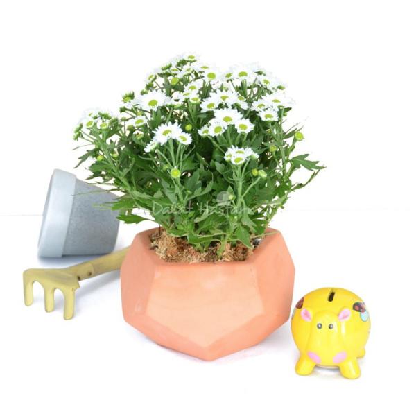 Chậu Đất Nung Hoa Cúc 013