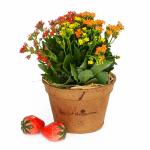 Chậu Hoa Sống Đời 009