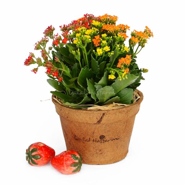 Chậu Hoa Sống Đời 009