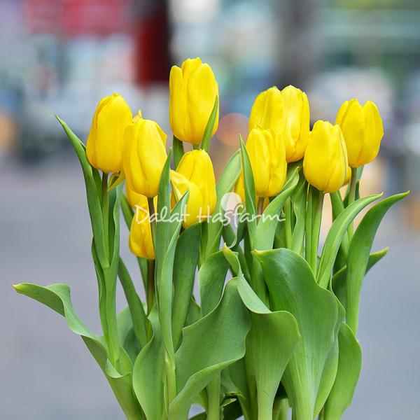 Chậu Hoa Thiết Kế Sắc Xuân 077