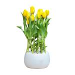 Chậu Hoa Thiết Kế Sắc Xuân 077