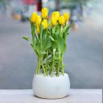 Chậu Hoa Thiết Kế Sắc Xuân 077