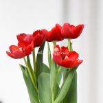 Chậu Hoa Thiết Kế Sắc Xuân 071